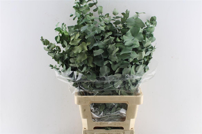 <h4>Euca Stuartiana Stab. Green</h4>