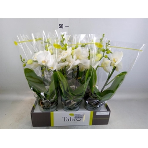 Phalaenopsis   ...white