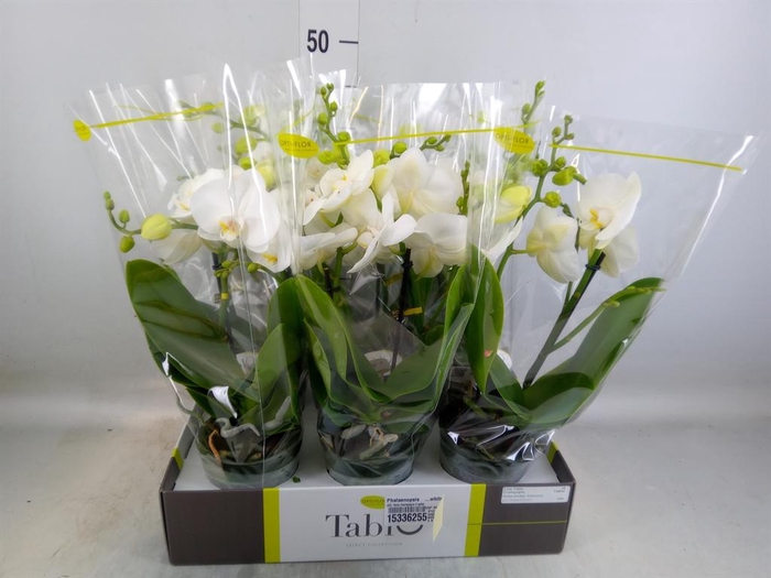 <h4>Phalaenopsis   ...white</h4>