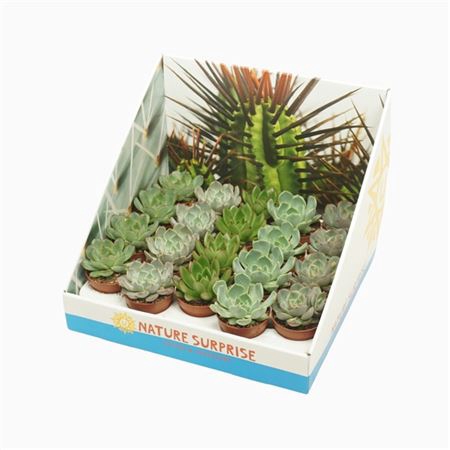 <h4>Echeveria Gemengd Showdoos</h4>