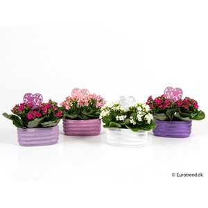 KALANCHOE BLOSSFELDIANA 'MINI' E 3819 Golvend Duo