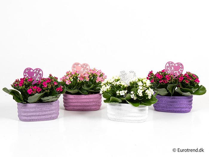 <h4>KALANCHOE BLOSSFELDIANA 'MINI' E 3819 Golvend Duo</h4>