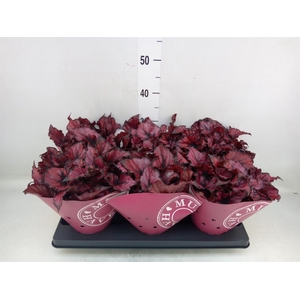 Begonia BD 'Kohala Red'