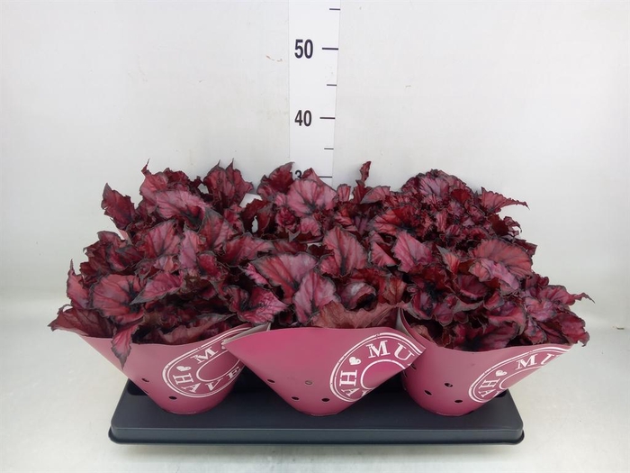 <h4>Begonia BD 'Kohala Red'</h4>