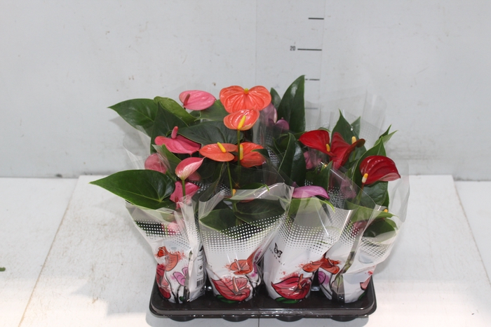 <h4>ANTHURIUM VARIADO P06</h4>