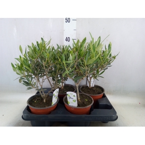 Olea europaea