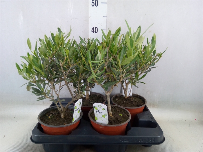 <h4>Olea europaea</h4>