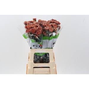 Di St Tinted Brownie