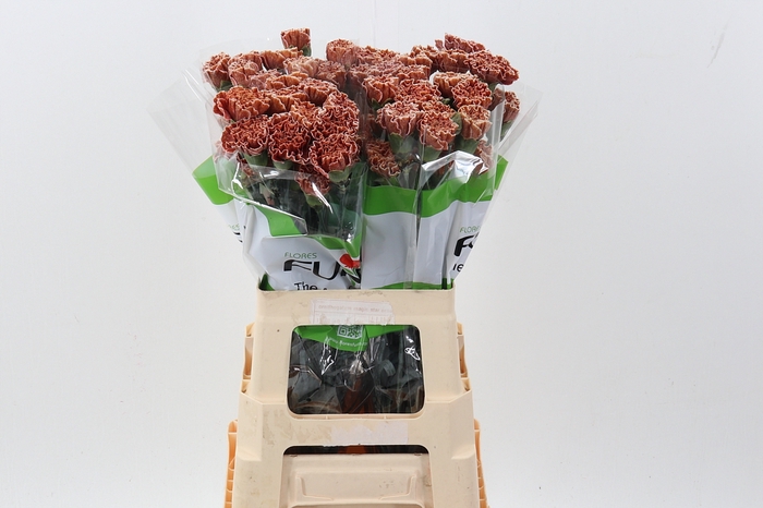 <h4>Di St Tinted Brownie</h4>