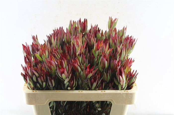 <h4>Leucad Sal Blush Ex</h4>