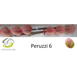 ANTH A PERUZZI 6 Small Pack