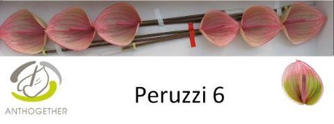 <h4>ANTH A PERUZZI 6 Small Pack</h4>