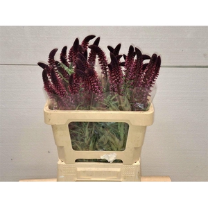 Lysim Atropurpurea