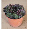 SEMPERVIVUM-HYBRID p12 cay
