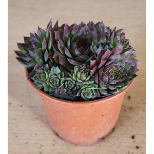 SEMPERVIVUM-HYBRID