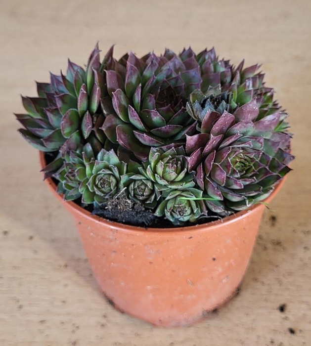 SEMPERVIVUM-HYBRID p12 cay