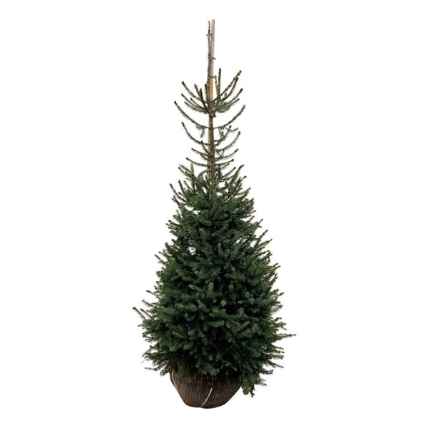 <h4>Picea omorika</h4>