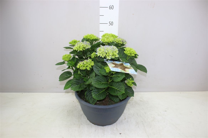 <h4>Hydrangea Macr Early Blue 12-15</h4>