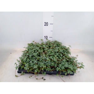 Pilea glaucophylla 'Greyzy'