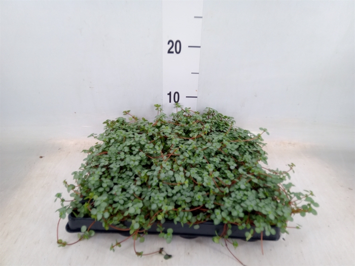 <h4>Pilea glaucophylla 'Greyzy'</h4>