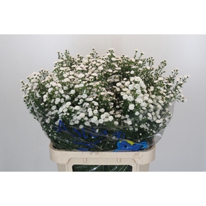 Aster White Gypsy