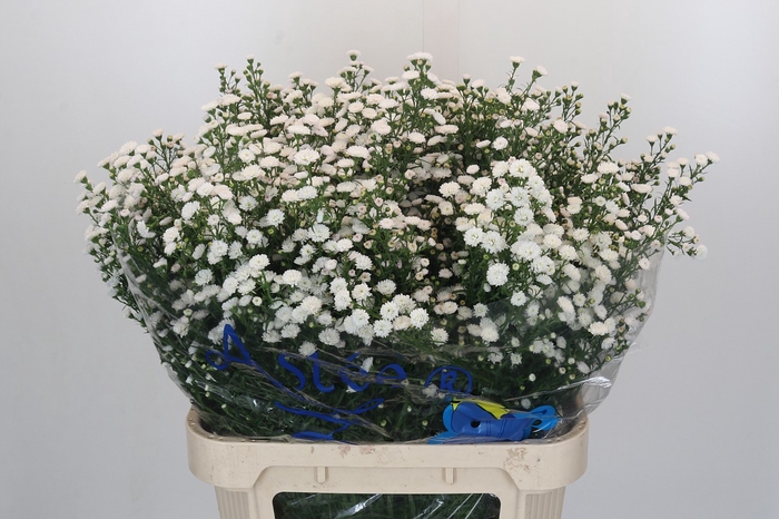 <h4>Aster White Gypsy</h4>