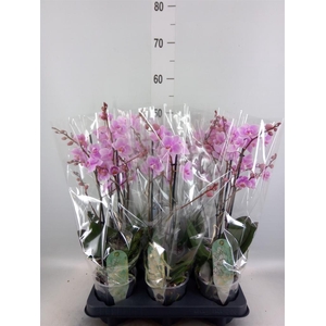 Phalaenopsis multi. 'FC Rosanne'