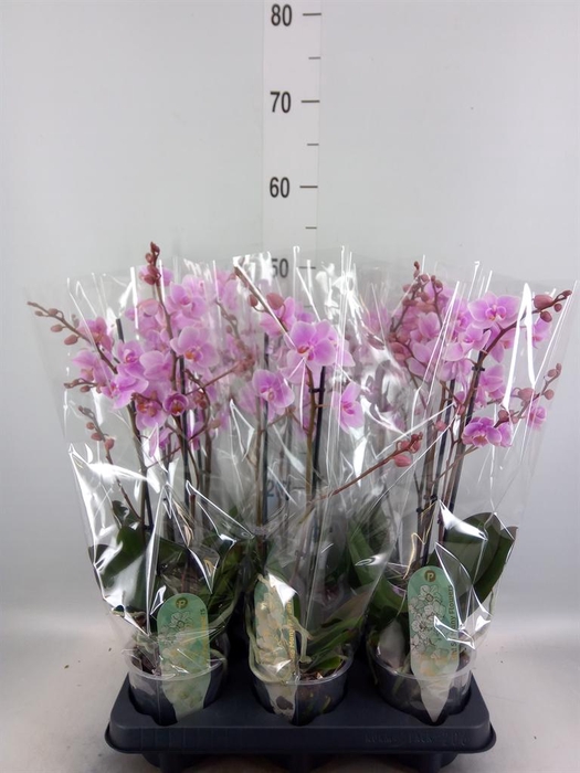 <h4>Phalaenopsis multi. 'FC Rosanne'</h4>