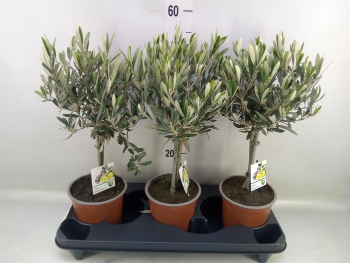 <h4>Olea europaea</h4>