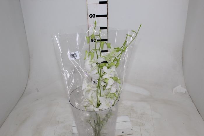 <h4>DENPHALAEN MACO MINIMO 30 FLORES</h4>