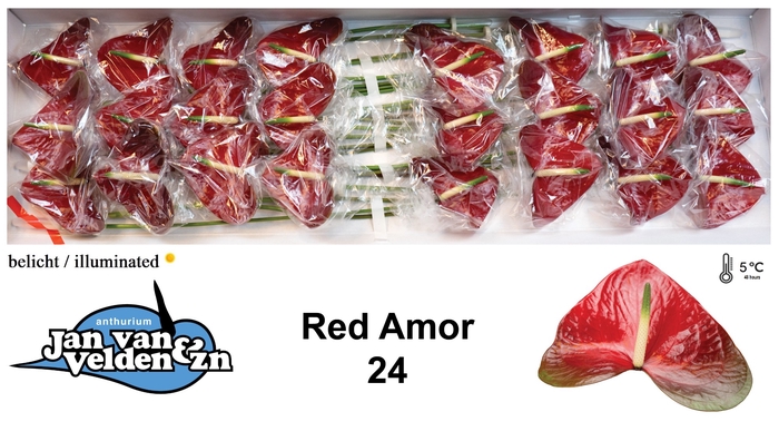 <h4>Anthurium Red Amor</h4>