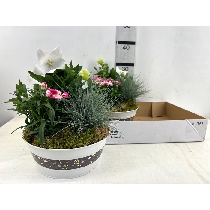 <h4>ARR TUINPLANTEN</h4>