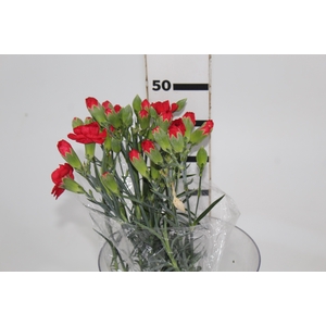 CRAVO SPRAY PIAFF 050 CM VERMELHO