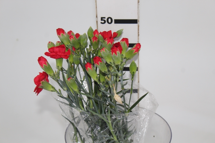 <h4>CRAVO SPRAY PIAFF 050 CM VERMELHO</h4>