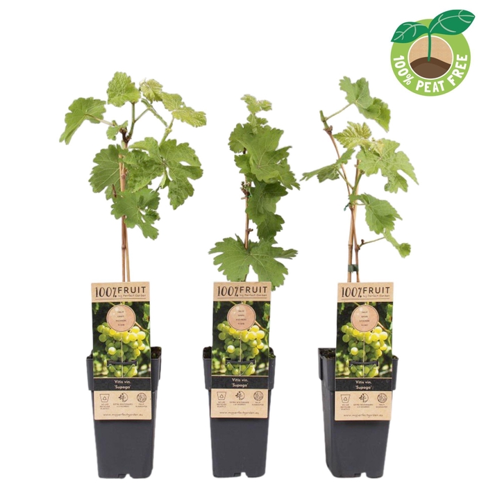 <h4>Vitis vinifera</h4>