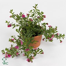 CALIB MINIF D D PINK