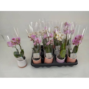 PHAL MINI