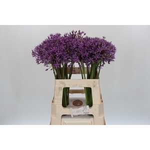 Allium Jackpot