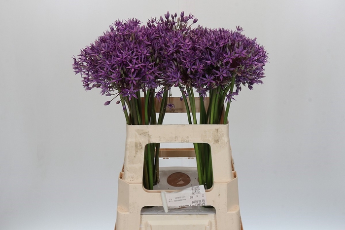 <h4>Allium Jackpot</h4>