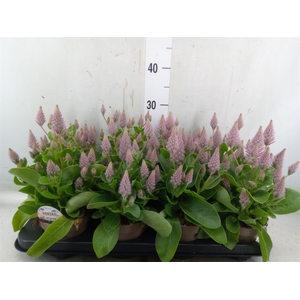 Ptilotus exaltatus 'Joey'