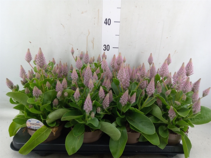 <h4>Ptilotus exaltatus 'Joey'</h4>