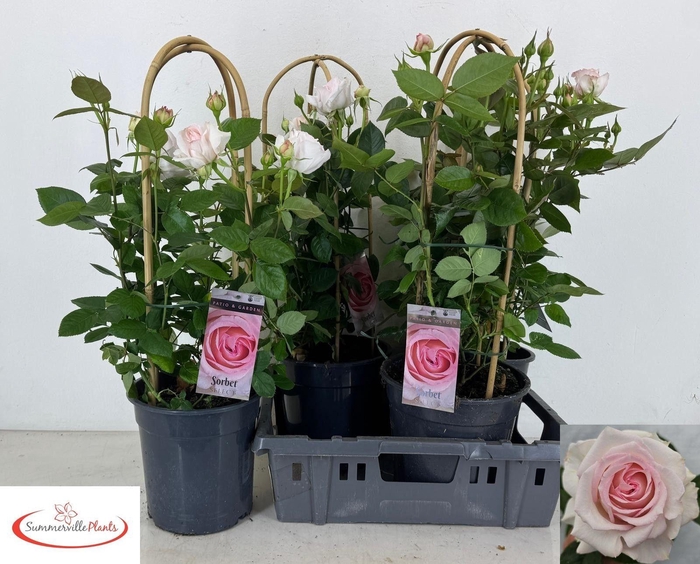 <h4>ROSA FL SELECT GEM</h4>