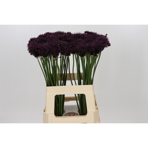 Allium Atropurpureum
