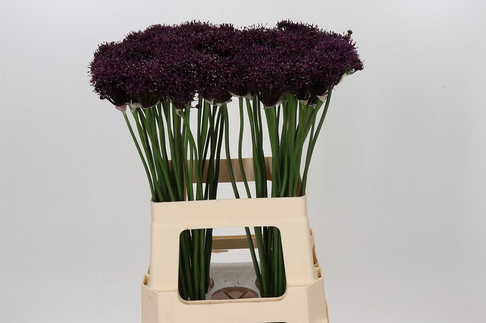 <h4>Allium Atropurpureum</h4>