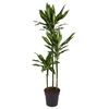 Dracaena Cintho