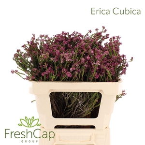 Erica Cubica