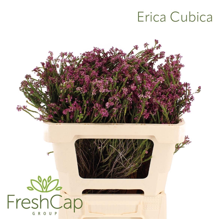 <h4>Erica Cubica</h4>