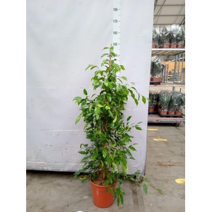 Ficus benja. 'Exotica'