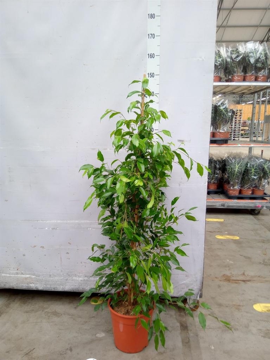 <h4>Ficus benja. 'Exotica'</h4>