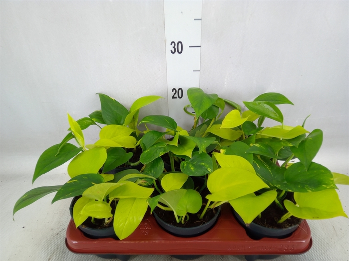 <h4>Epipremnum pinn.   ...mix in pot</h4>